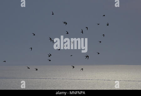 Alpine - Swift Apus melba Foto Stock