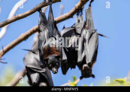 Flying Fox bat di frutta Foto Stock
