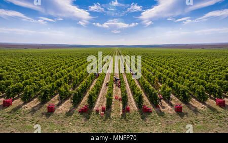 La raccolta di vigneto nella stagione autunnale, vista aerea da un drone Foto Stock