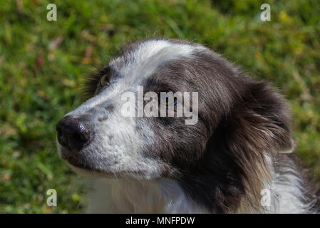 Border Collie cane Foto Stock