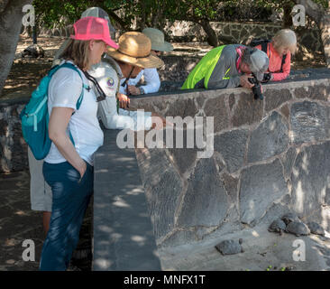 Gruppo a guardare e a fotografare i giovani tartarughe presso la tartaruga gigante centro di allevamento su Isabela Island, Isole Galapagos Ecuador. Foto Stock