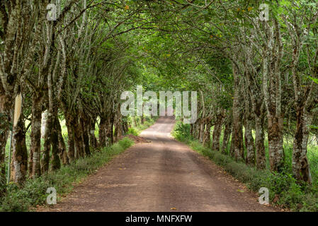 Viale alberato in Vicolo del paese sull isola di Santa Cruz, Isole Galapagos, Ecuador. Foto Stock