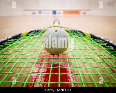 White squash palla sulle corde della racchetta nel mezzo di un campo da squash interno Foto Stock