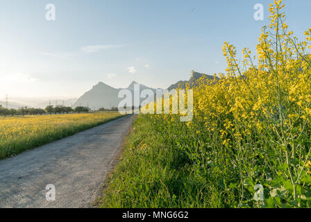 Strada di ghiaia il troncaggio di una colza canola field e un giallo prato di fiori selvaggi con il sole scompare dietro un bellissimo paesaggio di montagna Foto Stock