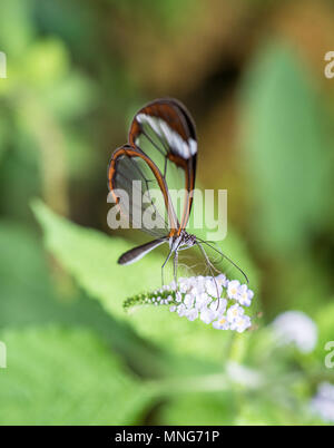 Vista ravvicinata di una farfalla glasswing bere il nettare da un fiore bianco Foto Stock