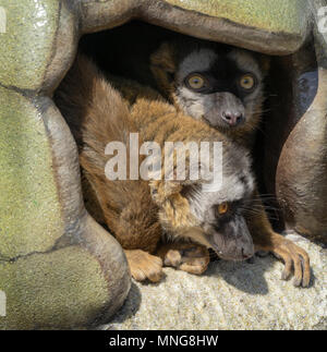 Rosso fiammante lemur Calgary Alberta Canada Foto Stock