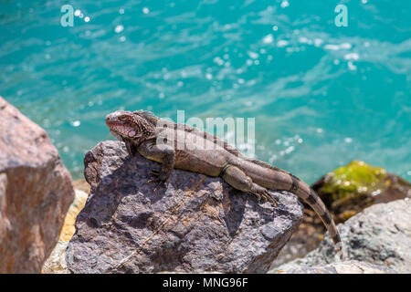 Iguana crogiolarsi in Sun Foto Stock