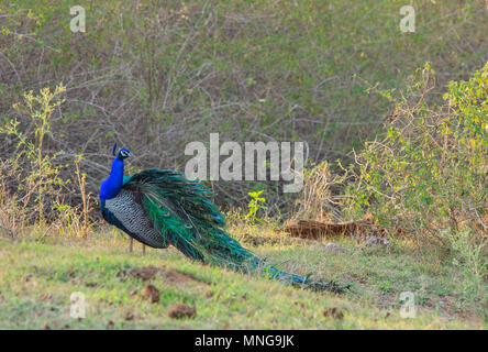 Il segnale di PEA Fowl - a Bandipur National Park Foto Stock