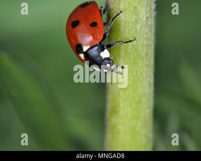 Coccinella septempunctata, sette-spot coccinella, su una pianta verde stelo Foto Stock