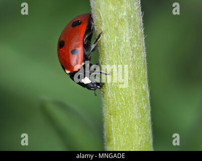 Coccinella septempunctata, sette-spot coccinella, su una pianta verde stelo Foto Stock