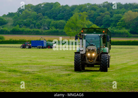 La vita va avanti in campagna - raccolta di insilato vicino Milborne Port, Dorset Foto Stock