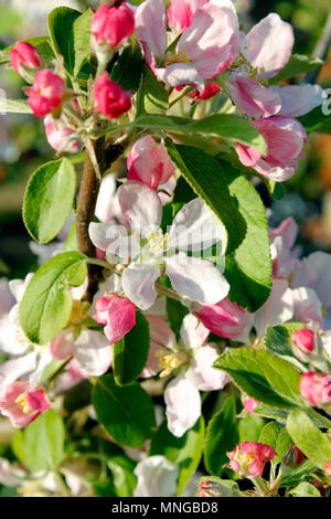 Apple Blossom su una giovane Braeburn applicare l'albero Foto Stock