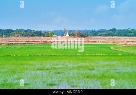 La succosa piante verdi sul campo di riso con piccolo stupa bianco sullo sfondo, Bago Regione, Myanmar. Foto Stock