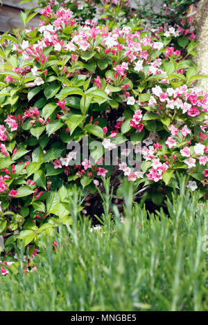 Weigela florida 'Bristol Ruby' arbusti in fiore Foto Stock