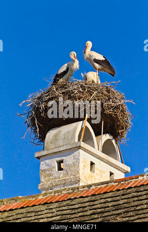 Nido di cicogna in un villaggio austriaco ruggine Foto Stock