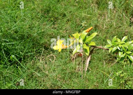 Giallo Beautiul l'Allamanda,d'oro fiori a campana Foto Stock