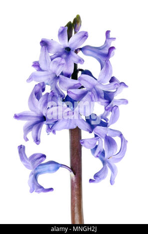 La prima molla aprile giardino giacinto blu fiore. Isolato su bianco studio shot macro Foto Stock
