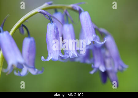 Nativo bluebells britannico crescente selvatici. Foto Stock