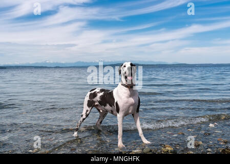 Molto bello arlecchino alano cane sui rocciosi Pacific Northwest beach con wispy nuvole e blu cielo del pomeriggio. Foto Stock