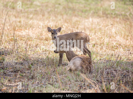 Il Porco cervo ( Hyelaphus porcinus ) a Phukhieo wildlife sanctury national park, la fauna selvatica e la conservazione delle piante del dipartimento della Thailandia. Foto Stock