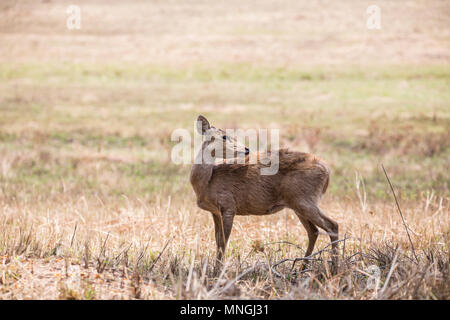 Il Porco cervo ( Hyelaphus porcinus ) a Phukhieo wildlife sanctury national park, la fauna selvatica e la conservazione delle piante del dipartimento della Thailandia. Foto Stock