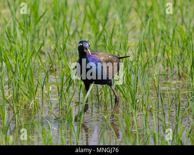 Bronzo-winged Jacana : Metopedius indicus. (Latham) Foto Stock