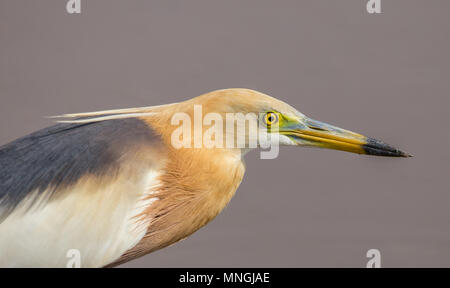 Laghetto cinese Heron nei campi della Thailandia. Foto Stock