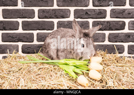 Il coniglio si siede su una paglia con un bouquet di tulipani gialli vicino a un muro di mattoni Foto Stock