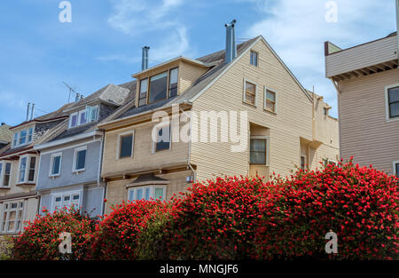 Scovolino da bottiglia di limone I fiori (Callistemon citrinus) fiorire in primavera, San Francisco, California, Stati Uniti. Foto Stock