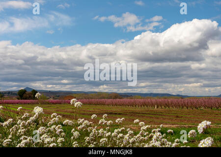Pesco i campi in una torbida e shiny giorno. Filari di alberi in fiore. Fiori di colore rosa. Fiore. Aitona, Torres de Segre Foto Stock