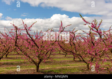 Pesco i campi in una torbida e shiny giorno. Filari di alberi in fiore. Fiori di colore rosa. Fiore. Aitona, Torres de Segre Foto Stock