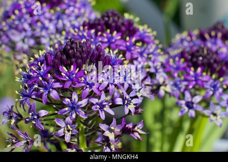 Scilla gioielli dei Caraibi 'Sapphire Blue' Foto Stock