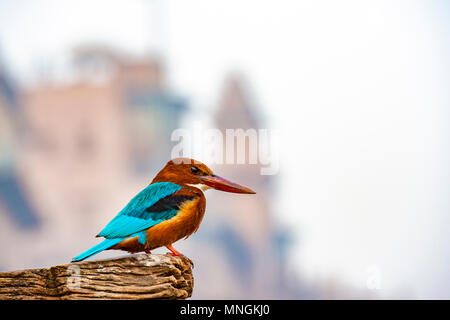 Bello e colorato tropical Kingfisher bird pongono su uno sfondo sfocato di Varanasi, India Foto Stock