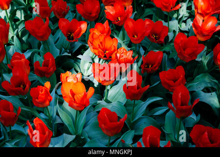 Papaver bracteatum hybridum. Fiori di papavero rosso nel gruppo. Piante verdi in giardino. Foto Stock