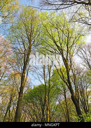 Faggio tettoia, Hampshire, Inghilterra Foto Stock