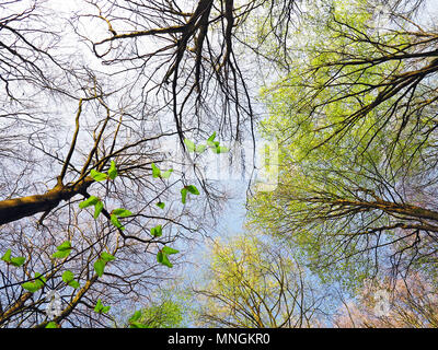 Faggio tettoia, Hampshire, Inghilterra Foto Stock