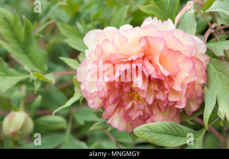 Paeonia × lemoinei 'souvenir de Maxime Cornu' Foto Stock