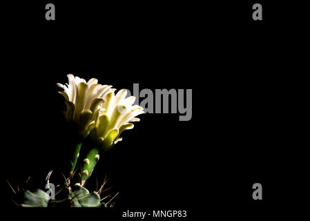 Bellissimo fiore di cactus blomming isolati su sfondo nero Foto Stock