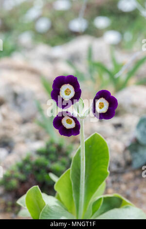 Primula padiglione auricolare cuculo " equo " Fiori Foto Stock