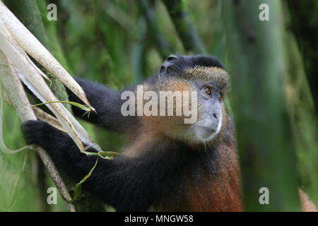 Scimmia dorata - Parco Nazionale Vulcani, Ruanda Foto Stock