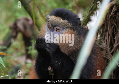 Scimmia dorata - Parco Nazionale Vulcani, Ruanda Foto Stock