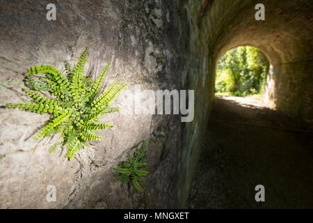 Maidenhair spleenwort felci Asplenium trichomanes, crescendo in un ingresso ombreggiato per un tunnel ferroviario, illuminato da flash, nel nord Inghilterra Dorset Regno Unito GB. Mai Foto Stock