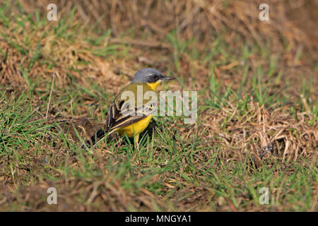 Wagtail giallo a Oulu Finalnd Foto Stock