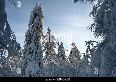 Inverno siberiano, nevoso inverno, gelido inverno. Il legno è riempita con neve, coperta di neve foresta. Il boss della neve, snowcap sui rami e cime di abeti, glo Foto Stock