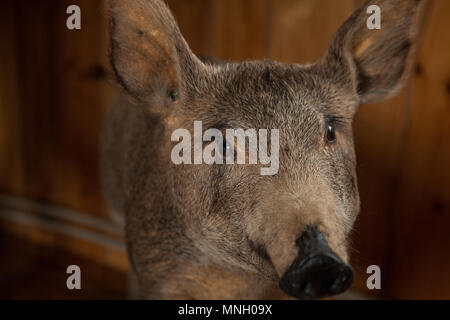 Farcite il cinghiale la testa con un grinning bocca. Farcite il cinghiale la testa con un grinning bocca. Foto Stock