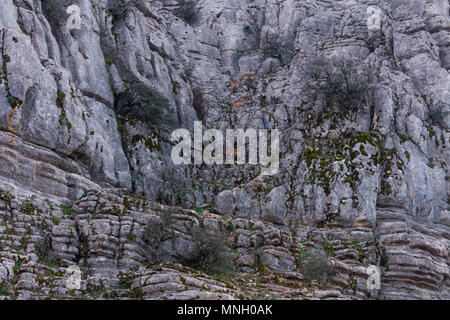 IBERIAN IBEX - CABRA MONTES o IBICE IBERICO (Capra pyrenaica), Torcal de Antequera Riserva Naturale, Malaga, Spagna, Europa Foto Stock