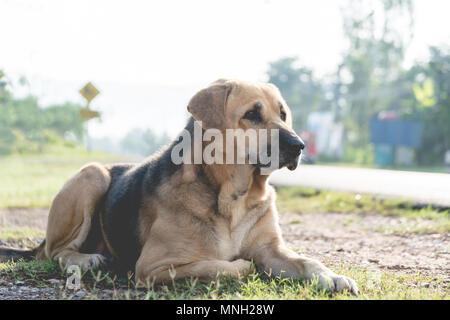 Cane a giocare all'aperto nell'erba su una soleggiata giornata estiva. Foto Stock