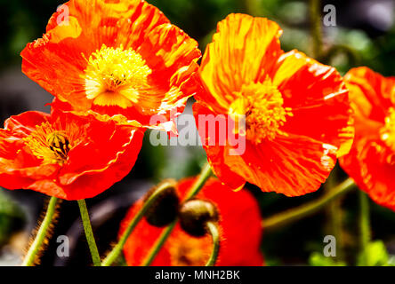 Islanda papaveri, davvero graziosi fiori che entrano in tanti bellissimi colori Foto Stock