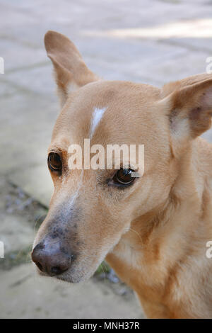 Triste cane in primo piano - semi-cane di razza - verticale Foto Stock