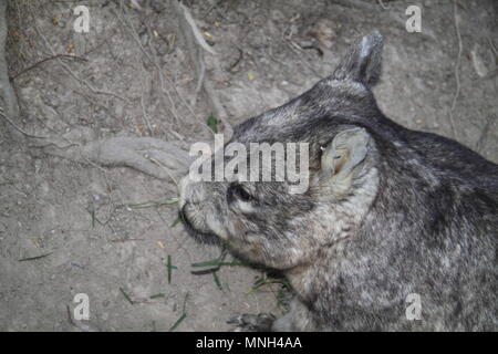 Southern Hairy-becchi Wombat (Lasiorhinus Latifrons) Foto Stock